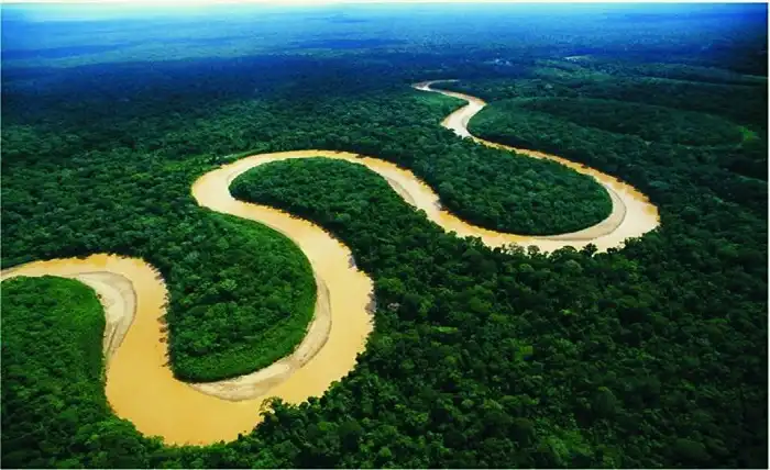 Peru jungle